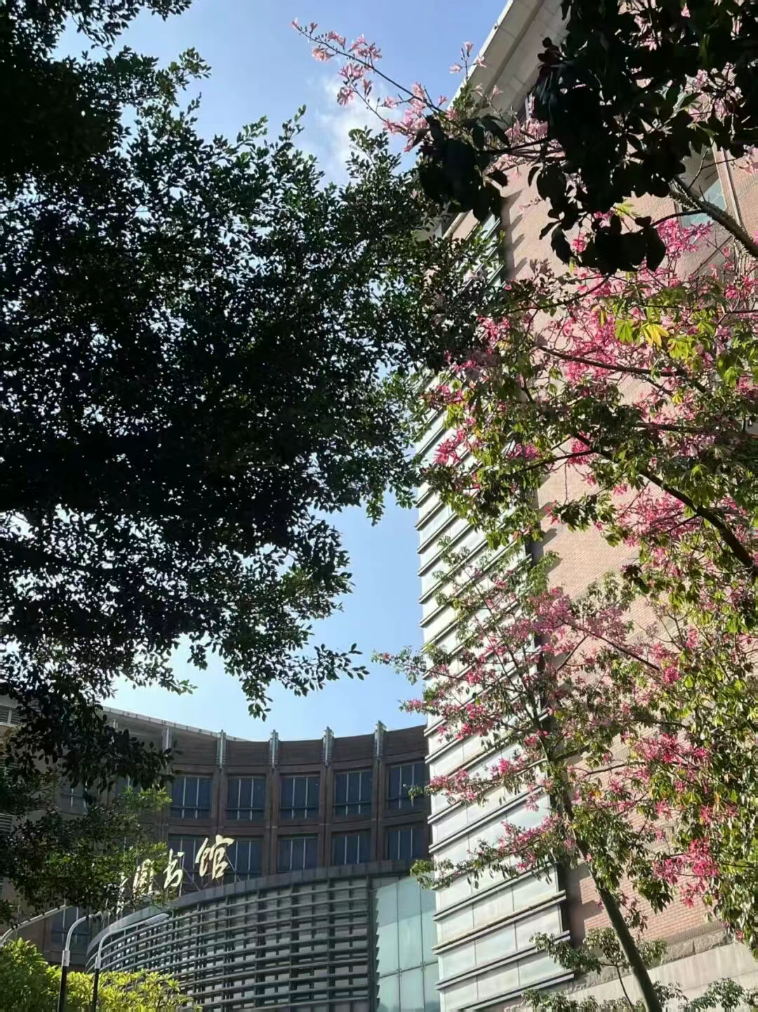 “银杏伞”爆火！更惊艳的福建校园秋景藏在这→