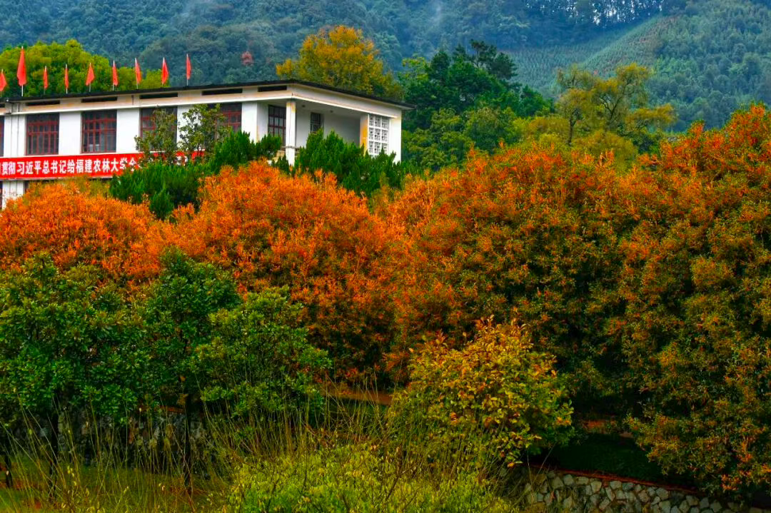 “银杏伞”爆火！更惊艳的福建校园秋景藏在这→