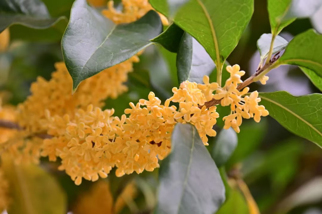 “银杏伞”爆火！更惊艳的福建校园秋景藏在这→