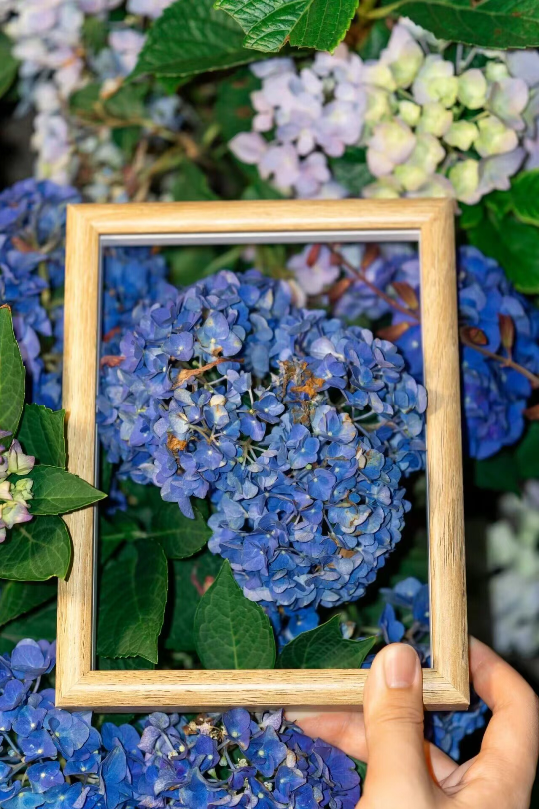 “银杏伞”爆火！更惊艳的福建校园秋景藏在这→