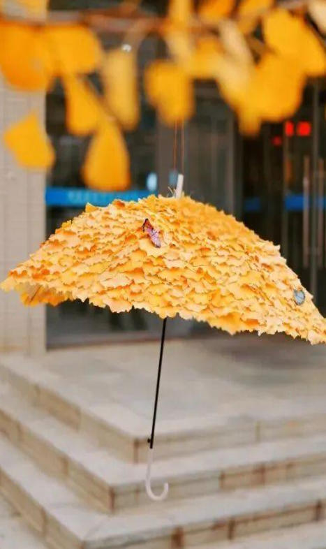 “银杏伞”爆火！更惊艳的福建校园秋景藏在这→