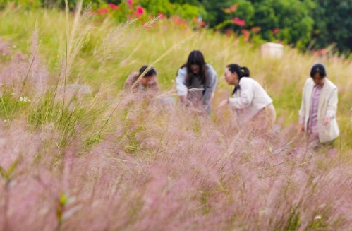 超浪漫！福州2万多平方米花海上线