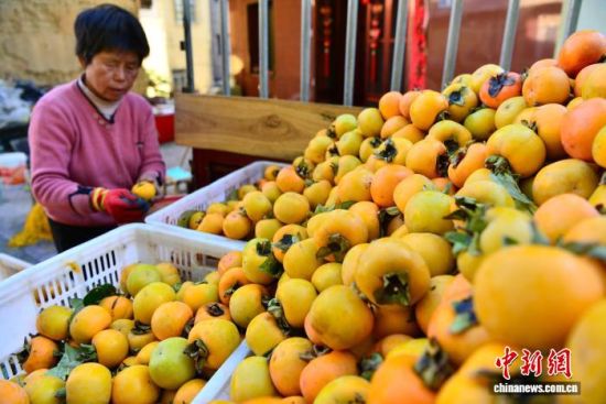 图为村民在挑选制作柿饼的新鲜柿子。中新社记者 张斌 摄