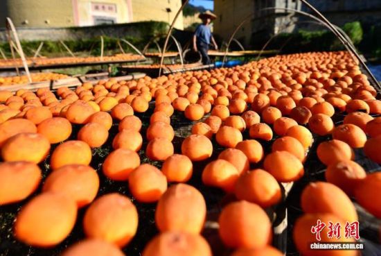 图为村民在土楼旁晾晒的柿子。中新社记者 张斌 摄