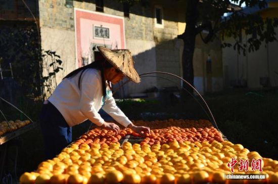 图为村民正忙着给晒制的柿饼翻面。中新社记者 张斌 摄