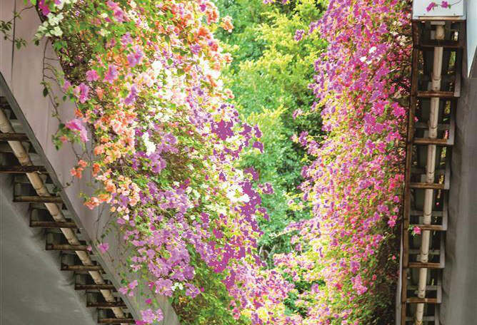 三角梅正如火如荼地盛放 为厦门增添秋日的浪漫