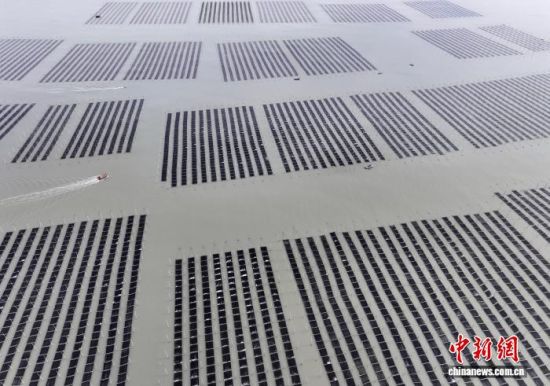 图为11月27日，种植户驾驶船只行驶在紫菜种植区，前往收割紫菜。（无人机照片）中新社记者 张斌 摄