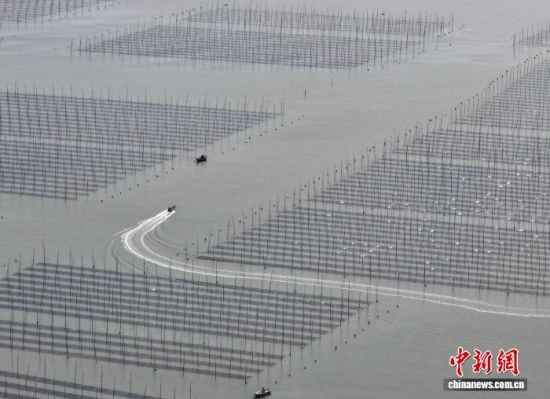 图为11月27日，种植户驾驶船只行驶在紫菜种植区，前往收割紫菜。(无人机照片)中新社记者 张斌 摄