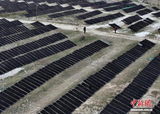 图为11月27日，一处晾晒场正在晾晒中的紫菜。(无人机照片)中新社记者 张斌 摄