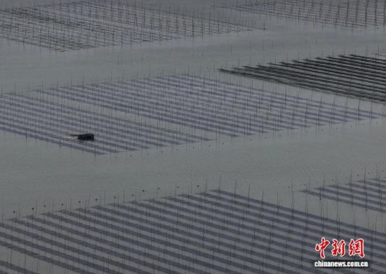 图为11月27日，种植户驾着紫菜收割船在紫菜种植区收割紫菜。(无人机照片)中新社记者 张斌 摄