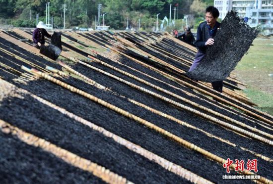 图为11月27日，种植户在晾晒场整理晾晒的紫菜。中新社记者 张斌 摄