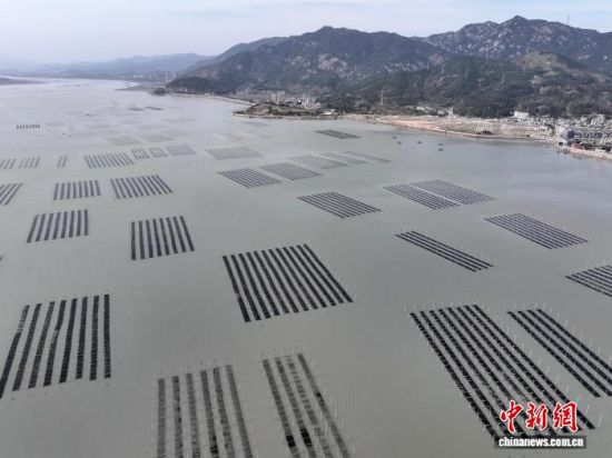 图为11月27日，无人机拍摄的“海上农场”紫菜种植区。(无人机照片)中新社记者 张斌 摄