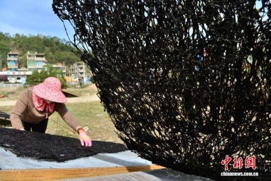 图为11月27日，种植户给正在晾晒中的紫菜翻面。中新社记者 张斌 摄