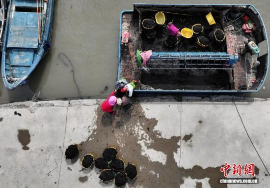 图为11月27日，紫菜种植户在码头装运刚采收的新鲜紫菜。(无人机照片)中新社记者 张斌 摄