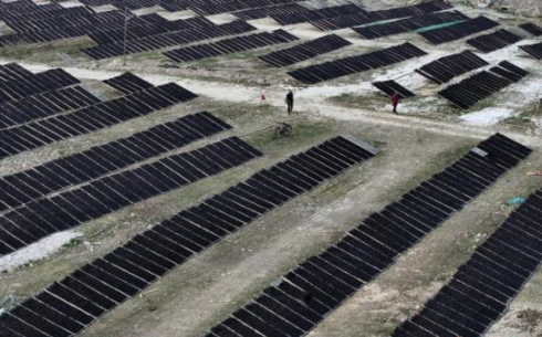 福建连江：千亩“头水”紫菜收晒忙