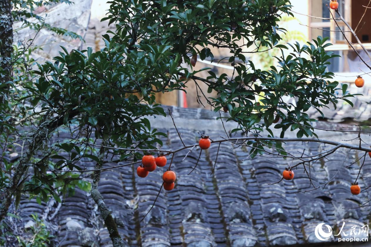 初冬,龙潭村的柿子树已缀满“橙红灯笼” 。人民网 林铭贤摄