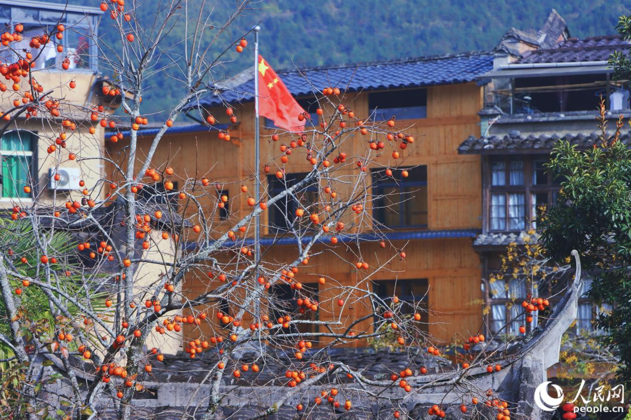 成熟的柿子如同一串串悬垂的暖灯。 人民网 林铭贤摄