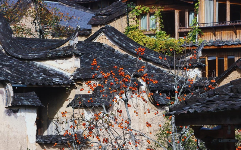 冬日里的宁德古村：红柿映古厝