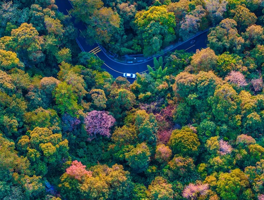 最是橙黄橘绿时!福州迎来最佳赏叶季 最是橙黄橘绿时!福州迎来最佳赏叶季