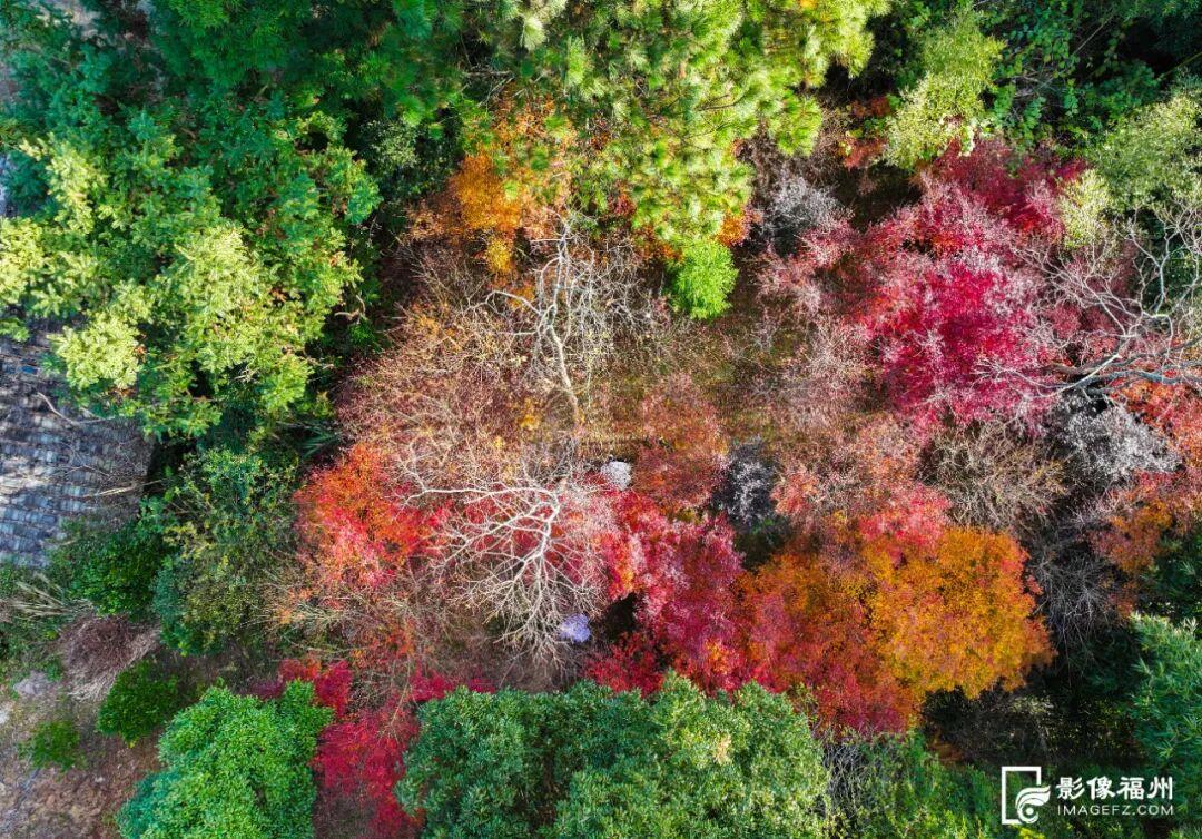 最是橙黄橘绿时!福州迎来最佳赏叶季 最是橙黄橘绿时!福州迎来最佳赏叶季