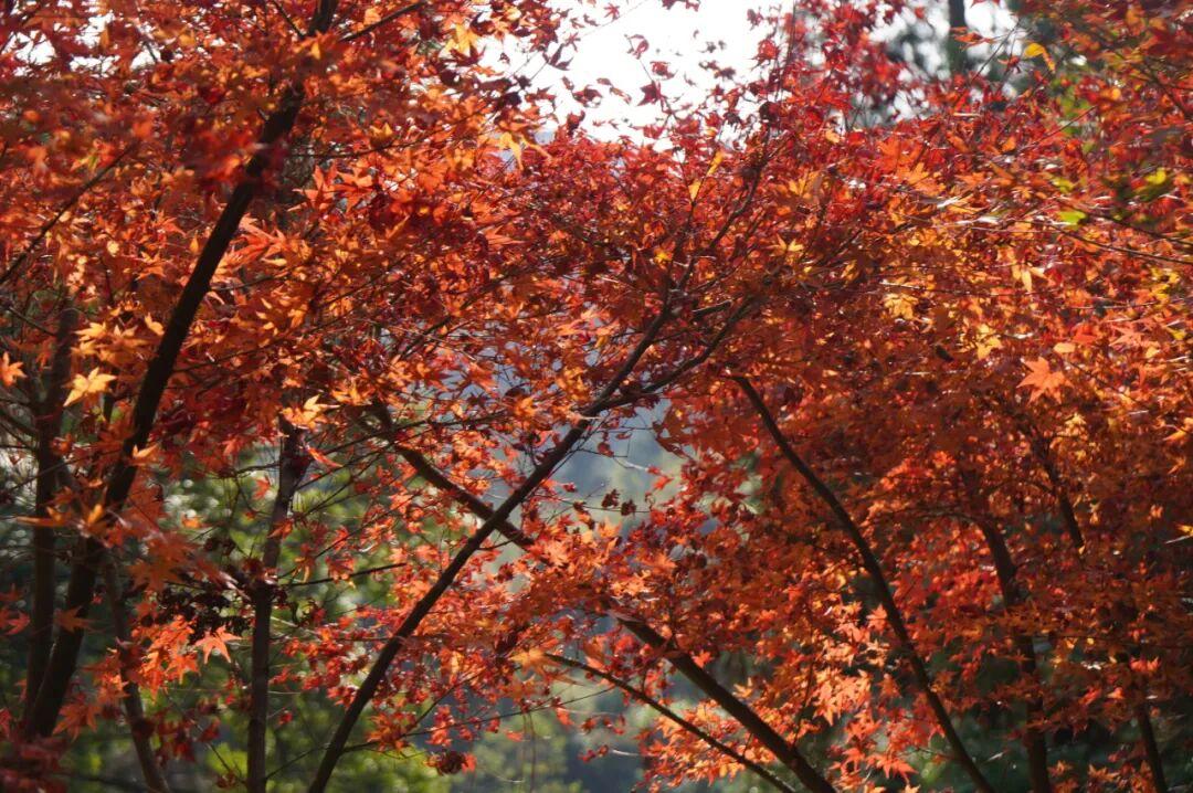 最是橙黄橘绿时!福州迎来最佳赏叶季 最是橙黄橘绿时!福州迎来最佳赏叶季