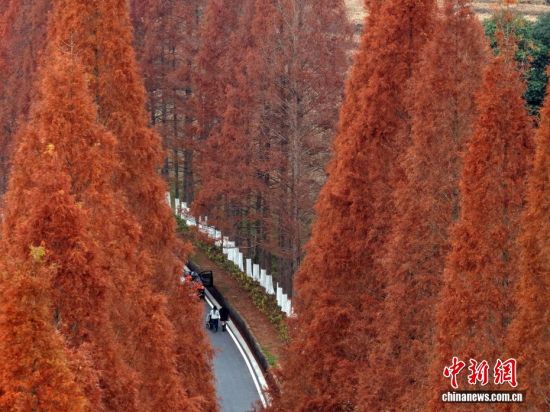 12月12日，武夷山国家公园1号风景道福建省南平建阳区麻沙镇江星公路进入最佳观赏期。20公里水杉尽染红棕，与黛色青山、淡黄色收割后的稻田相映如油画。游客自驾打卡，美景刷屏社交平台，这条路也成闽北冬日生态名片。图为红杉近景。(无人机拍摄)