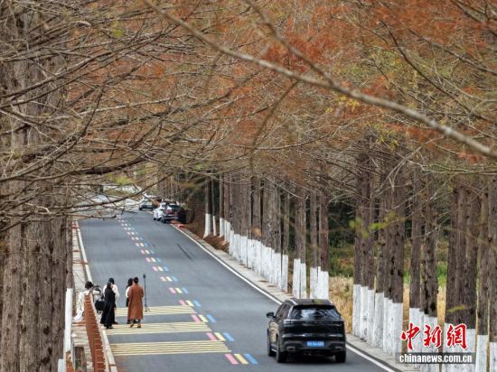 12月12日，武夷山国家公园1号风景道福建省南平建阳区麻沙镇江星公路进入最佳观赏期。20公里水杉尽染红棕，与黛色青山、淡黄色收割后的稻田相映如油画。游客自驾打卡，美景刷屏社交平台，这条路也成闽北冬日生态名片。图为游客在游玩。(无人机拍摄)