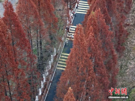 12月12日，武夷山国家公园1号风景道福建省南平建阳区麻沙镇江星公路进入最佳观赏期。20公里水杉尽染红棕，与黛色青山、淡黄色收割后的稻田相映如油画。游客自驾打卡，美景刷屏社交平台，这条路也成闽北冬日生态名片。图为红杉俯拍。(无人机拍摄)