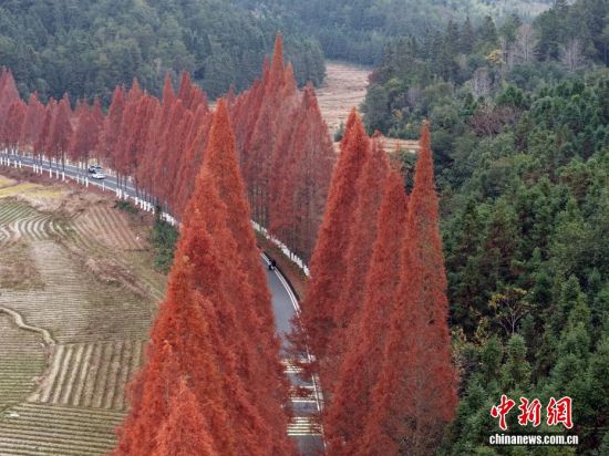 　12月12日，武夷山国家公园1号风景道福建省南平建阳区麻沙镇江星公路进入最佳观赏期。20公里水杉尽染红棕，与黛色青山、淡黄色收割后的稻田相映如油画。游客自驾打卡，美景刷屏社交平台，这条路也成闽北冬日生态名片。图为红杉远景。(无人机拍摄)