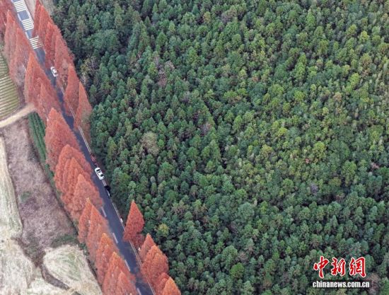 12月12日，武夷山国家公园1号风景道福建省南平建阳区麻沙镇江星公路进入最佳观赏期。20公里水杉尽染红棕，与黛色青山、淡黄色收割后的稻田相映如油画。游客自驾打卡，美景刷屏社交平台，这条路也成闽北冬日生态名片。图为红杉一角。(无人机拍摄)