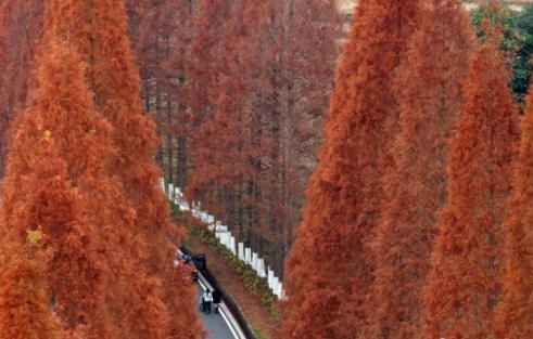 武夷山国家公园1号风景道20公里水杉红妆引客来