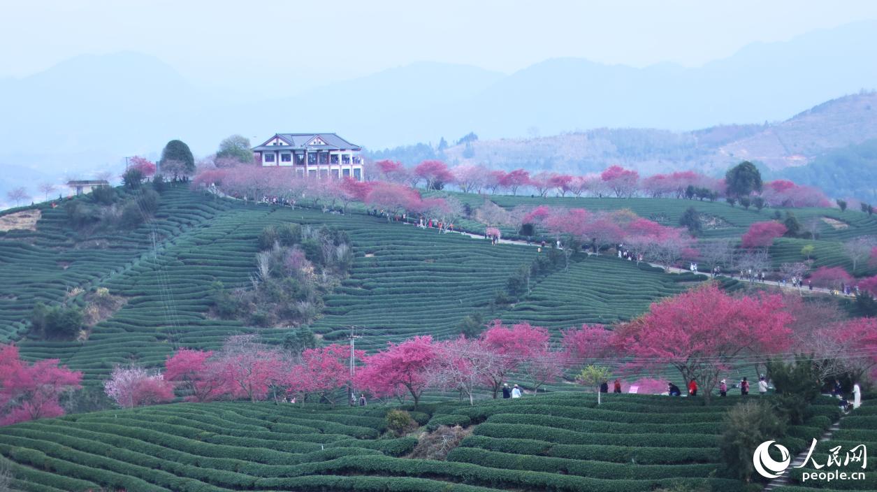 在茶园边界种植樱花树。人民网记者 李昌乾摄