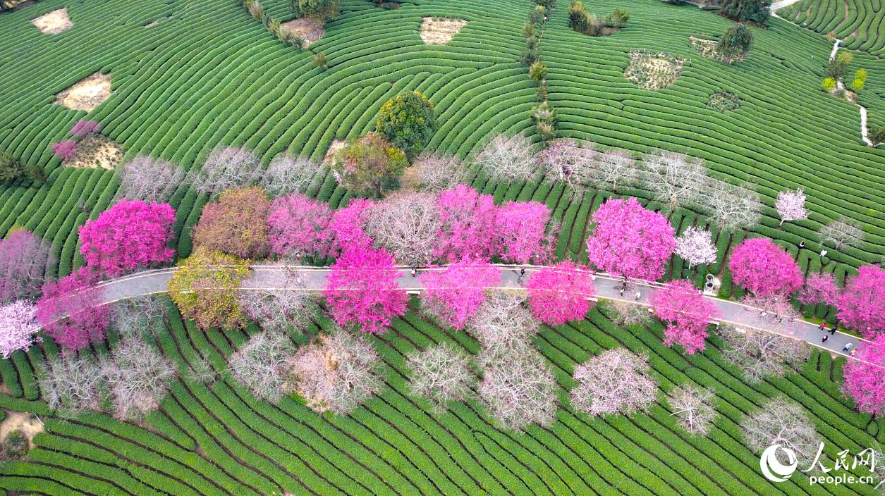 漳平永福的生态茶园。人民网记者 李昌乾摄