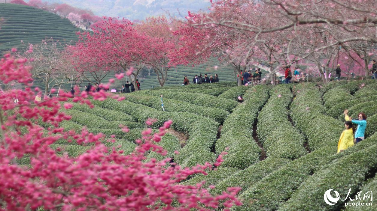 茶园吸引不少游客前往。人民网记者 李昌乾摄