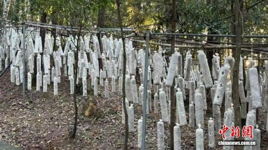 柘荣县英山乡半岭村仿野生木耳种植园内,一排排黑木耳菌棒如帘垂挂。冯诗贻 摄 柘荣县英山乡半岭村仿野生木耳种植园内,一排排黑木耳菌棒如帘垂挂。冯诗贻 摄