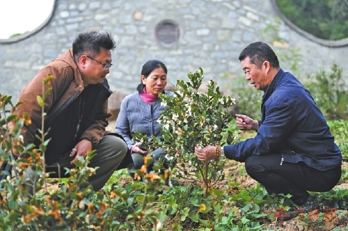 一滴茶油连两岸 同心耕耘共富路 一滴茶油连两岸 同心耕耘共富路