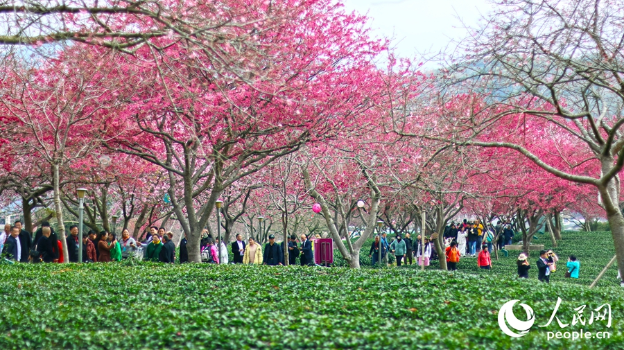 永福的樱花茶园每年吸引游客超百万人次。人民网记者 李昌乾摄