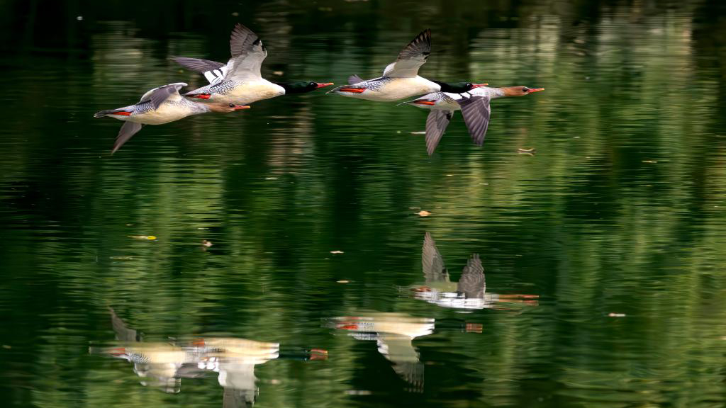 福建：中华秋沙鸭如期而至
