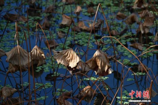 12月20日，在位于福州的福建农林大学校园荷花池，池内的残荷姿态各异，别具韵味，犹如一幅幅画作。中新社记者 张斌 摄
