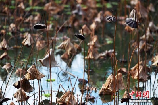 12月20日，在位于福州的福建农林大学校园荷花池，池内的残荷姿态各异，别具韵味，犹如一幅幅画作。中新社记者 张斌 摄