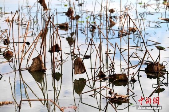 12月20日，在位于福州的福建农林大学校园荷花池，池内的残荷姿态各异，别具韵味，犹如一幅幅画作。中新社记者 张斌 摄