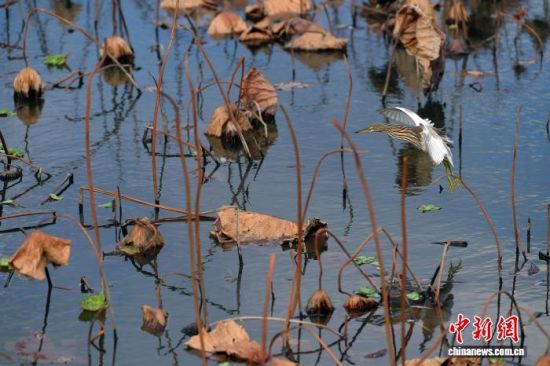 12月20日，在位于福州的福建农林大学校园荷花池，池内的残荷姿态各异，别具韵味，犹如一幅幅画作。中新社记者 张斌 摄