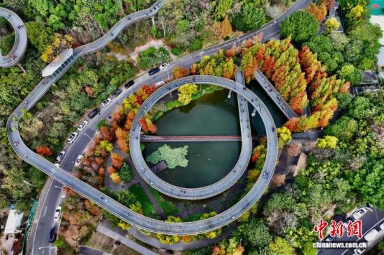 12月22日，空中俯瞰福建福州福道，周边的水杉林渐渐换上了红色“新装”，吸引许多市民和游客前来观赏。(无人机照片)中新社记者 王东明 摄