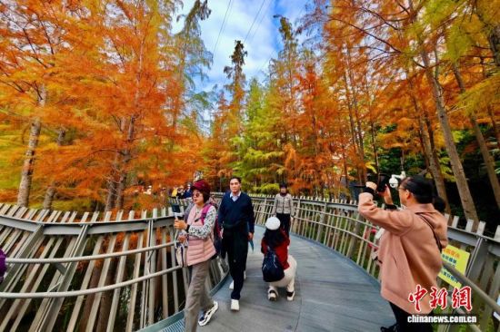 12月22日，福建福州，市民和游客在福道观赏渐渐“换装”变红的水杉林。中新社记者 王东明 摄