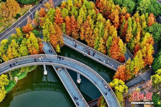 12月22日，空中俯瞰福建福州福道，周边的水杉林渐渐换上了红色“新装”，吸引许多市民和游客前来观赏。(无人机照片)中新社记者 王东明 摄