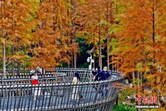 12月22日，福建福州，市民和游客在福道观赏渐渐“换装”变红的水杉林。中新社记者 王东明 摄
