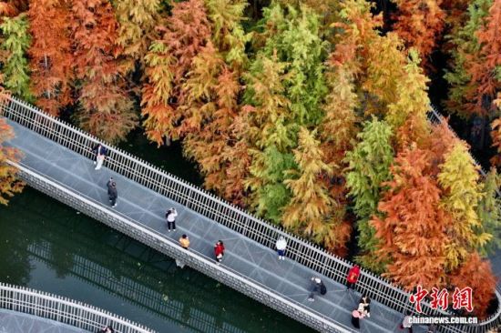 12月22日，福建福州，市民和游客在福道观赏渐渐“换装”变红的水杉林。(无人机照片)中新社记者 王东明 摄