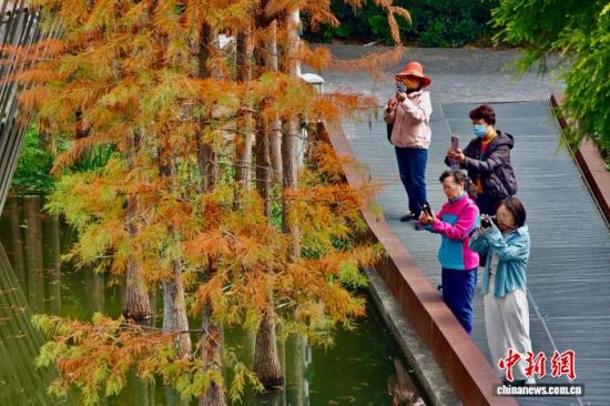 12月22日，福建福州，市民和游客在福道观赏渐渐“换装”变红的水杉林。中新社记者 王东明 摄