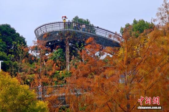 12月22日，福建福州，市民和游客在福道观赏渐渐“换装”变红的水杉林。中新社记者 王东明 摄