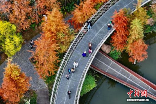 12月22日，福建福州，市民和游客在福道观赏渐渐“换装”变红的水杉林。(无人机照片)中新社记者 王东明 摄